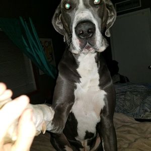 Meet your Posher, Sam